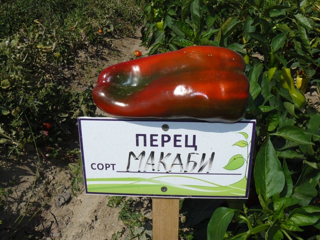 урожайность-перец- макаби