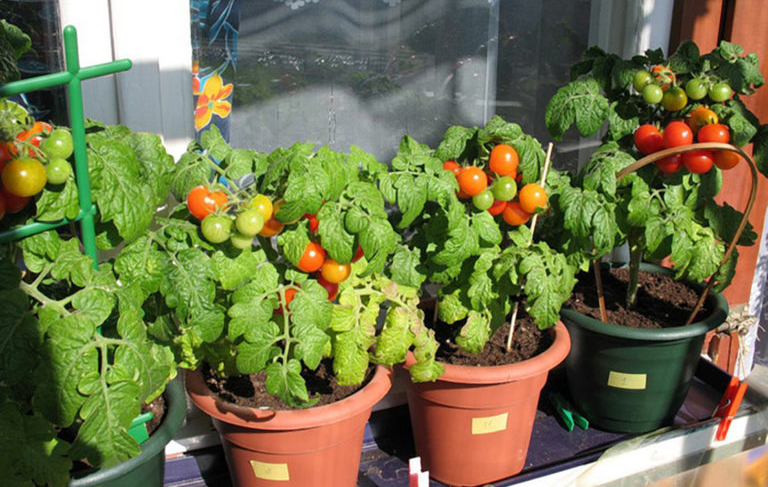 Выращивание помидоров и огурцов дома