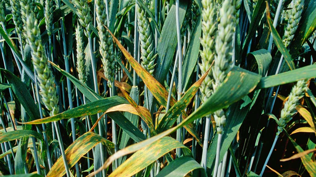 Септориоз пшеницы в Казахстане