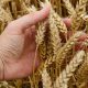 новые сорта пшеницы
