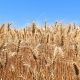 казахстанская пшеница