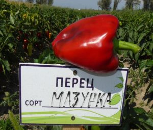 перец мазурка в казахстане