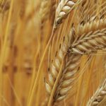 Рост производства зерна в мире
