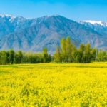 Перечень субсидируемых видов удобрений и норм субсидий в Алматинской области в 2018 году