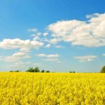 Перечень субсидируемых видов удобрений и норм субсидий в Восточно-Казахстанской области в 2018 году