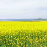 Перечень норм субсидируемых удобрений в Мангыстауской области в 2018 году