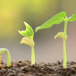 азотные удобрения