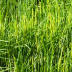 Иранский рис в кызылординской области