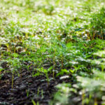 Удобрения в Казахстане