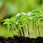 минеральные удобрения