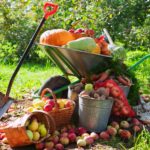 Плодоовощные культуры