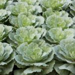 Особенности выращивания капусты в Казахстане