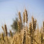 ячмень в казахстане