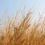 Яровая пшеница в Казахстане