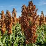 Сорго АГРОМАРТ