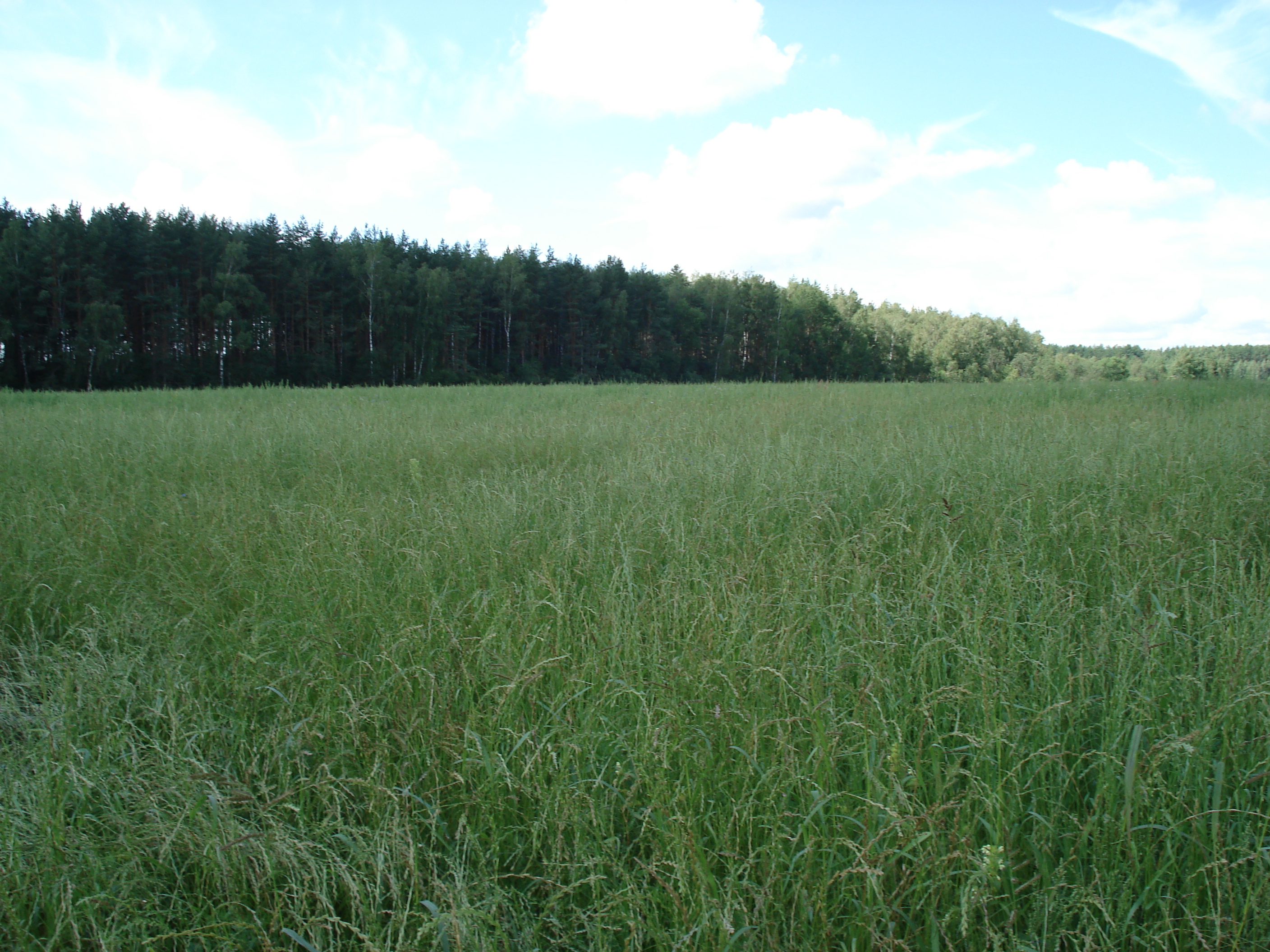 Сеяные-травы | АГРОМАРТ