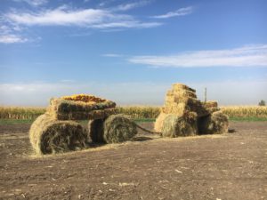 Гибриды кукурузы. Агроновости