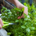 Выращивание овощей и фруктов дома