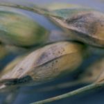 Септориоз пшеницы в Казахстане