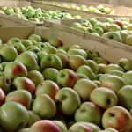 Холодильник фруктов возле поселка Шелек