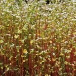 Выращивание гречихи в Казахстане