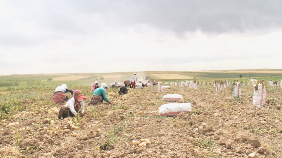 Израильская технология для выращивания овощей в Туркестанской области
