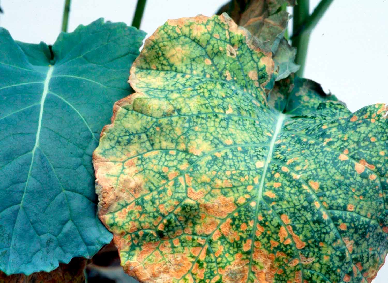 Үндістан туралы порно фильмдер