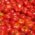 томаты, овощеперерабатывающая промышленность