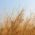 Яровая пшеница в Казахстане