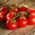 Томаты